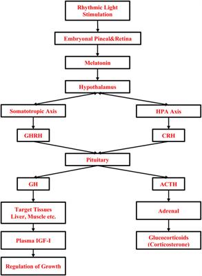 Incubation Temperature and Lighting: Effect on Embryonic Development, Post-Hatch Growth, and Adaptive Response